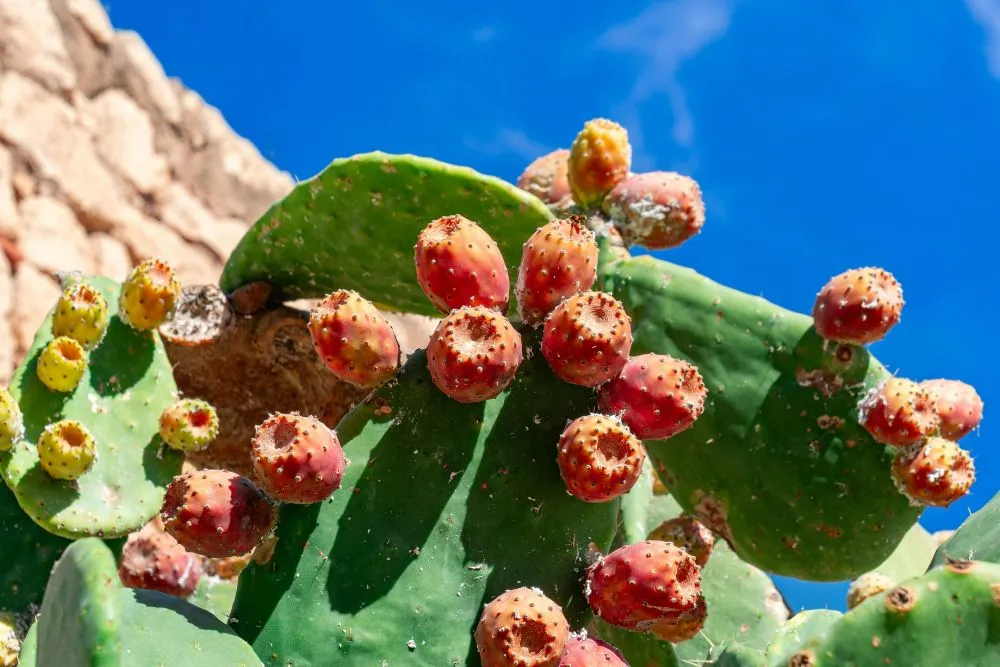 Cómo mejorar el rendimiento de manera natural: El Higo Chumbo