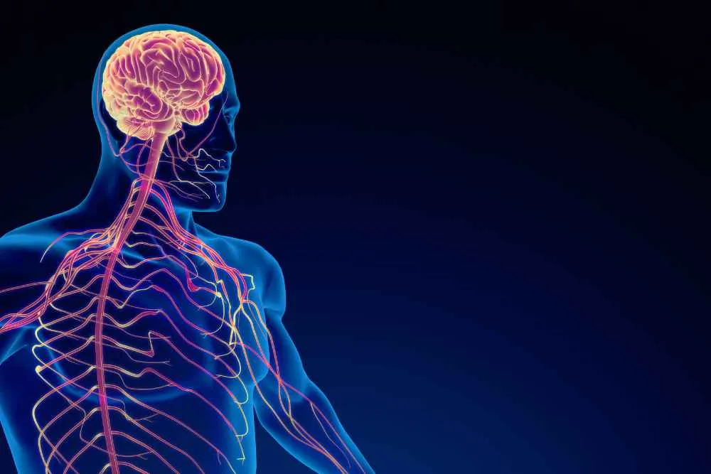 Sobreentrenamiento y Sistema Nervioso Autónomo